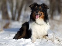 Doormann´s Captain Spike DNA-VP BH