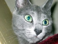 Eur.Ch. Colja vonAtmosphärCologne