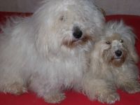 Coton - Dream - Deluxe