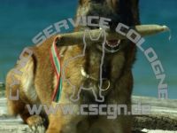 Cyno Service Cologne