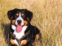 physio4dogs - mobile Praxis für Hundephysiotherapie und Hundeosteopathie