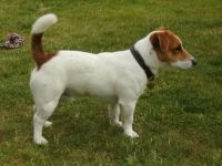 Clinton gen. "Copper" vom Nixstein