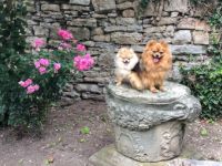 vom Adlershofer Wald