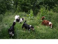 Hopevalley`s Hundepension