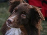 Hundepension Burgwedel