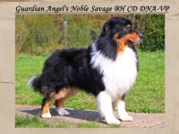 Guardian Angel's Noble Savage VDH-BH CD CDX BHP-G RN