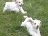 Legacy of Wilderness