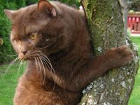 von der Pfirsichblüte