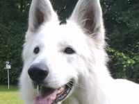 Candit Sky vom Osteland