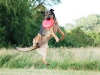 Discdogging Dogma Disc Dogs