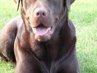 Djaxon the Power from Dragon Valley