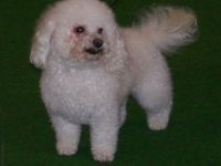 Cornelius von Terra Lipsia (Paul)