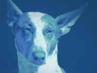 fair-dog-training Monika Katstaller