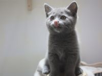 Kartäuser vom Roten Turm