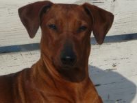 vom Röderauer Elbland