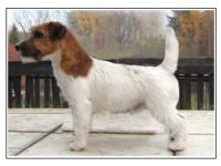 Howkesbury Rags Puma