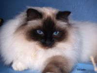 Birmchen von Giesenwald