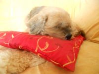 Hunde & Katzenhotel Susi & Strolch