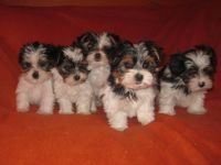 aus dem Herzogtum Lauenburg