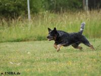 Int.Ch. Agent I-Point Wild Mosquitos