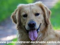Golden-Retriever-Deckrüde Niedersachsen Xantos of