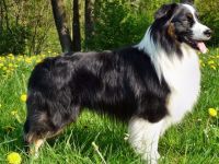 Toby von der Lerchenmühle