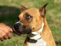 Hundeverhaltenstherapie /-training