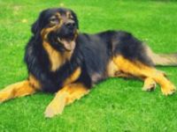 Mobile Tierheilpraxis Katharina Keane