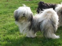 Aragorn von der Wolfspfote