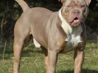 von der Schwedenschanze