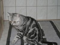 InCh.Aston Geschenk des Lebens7 Baden Württemberg