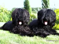 DES Nobliaux Moustachus