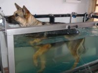 Physiotherapie f. Kleintiere Ingrid Heindl