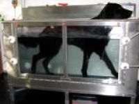 Hundephysiotherapie Ingolstadt