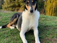 Royal Ramos vom Spreeidyll