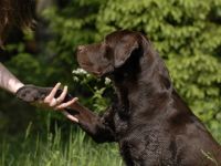 Hundeschule Teamwork