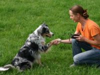 artgerecht & fair , beziehungsorientiertes Hundetraining