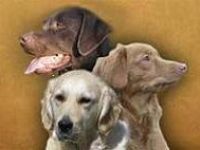 Retrieverhof - Hundepension