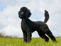 Enzo aus dem Bottenberger Wald