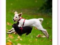 Hundeschule Dog Trainer Mobil Leverkusen