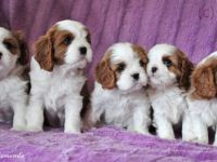 My Heart of Diamonds