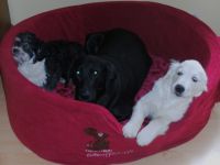 Engel auf vier Pfoten