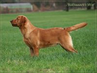 Chili Fox of Silence Silver Creek