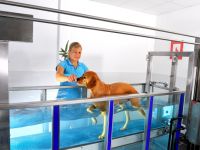 Tierphysiotherapie & Tierthermographie Dr. Häusler