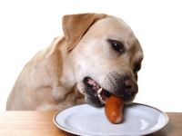 vth. HS Mein Partner Hund/Ormesheim