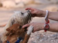 Hundeschule DG Hunde in Düsseldorf
