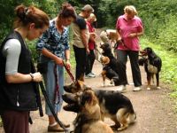 Hundeschule Kersebohm