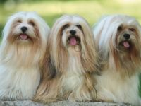 du chemin des trois joyaux