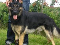 Sir Yuma of Bismarck