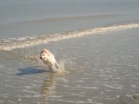 Hunde-Physiotherapie und Osteopathie  Bewegungsfreiheit